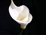 White Calla - Large